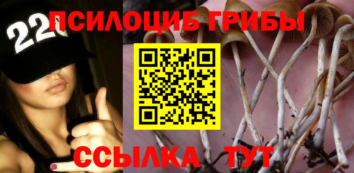 Кизляр  Псилоцибиновые грибы Psilocybe  Вход с VPN 